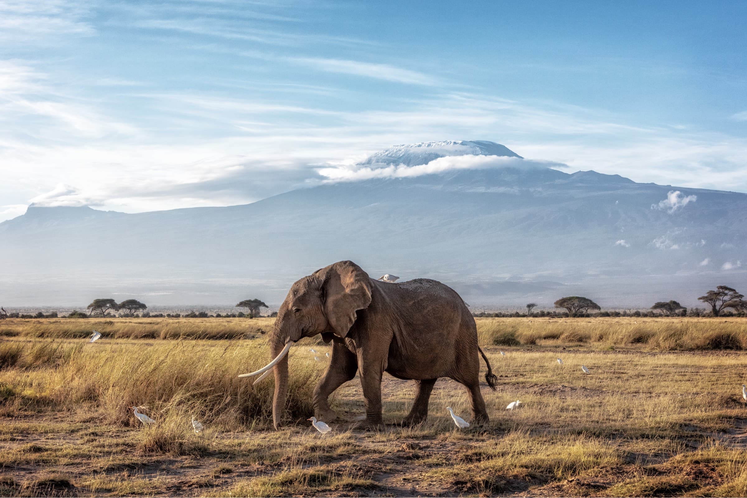 Kilimanjaro on the horizon across the Amboseli plains